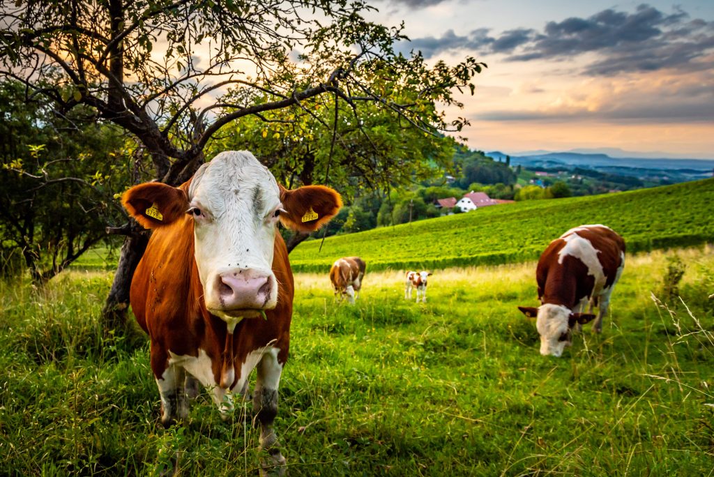 Eine Wiese mit glücklichen Kühen in einer nachhaltigen Welt
