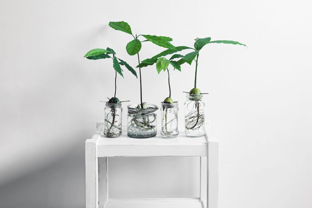 vier Gläser mit Avocado wachsenden Avocadobäumen